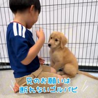 隣に座る子犬