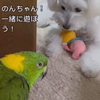 「遊ぼう！」