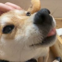 撫でて