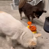 やっぱり食べられるこげまる君