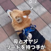 リードを持つ人が交代した時のジノくん2