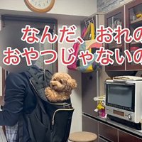 がっかりするバッキーくん