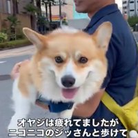 うれしそうな犬3