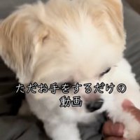 お手をする小型犬