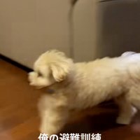 猛ダッシュのワンコ