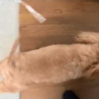 駆け出したニコちゃん