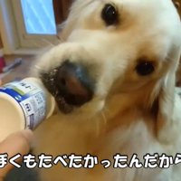 ヨーグルトを欲しがるギンちゃん9