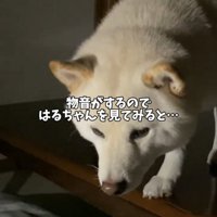 テーブルの縁に前足をかける犬