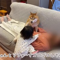 ほのちゃんがやってきて…
