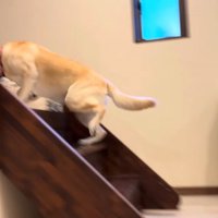 階段を駆け上がることに成功！