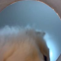 一旦覗き込むのをやめる小型犬