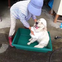 ゴシゴシとタオルドライ