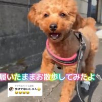 靴を履いてお散歩中