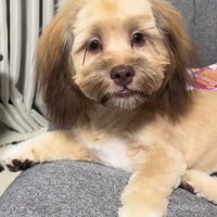 落ち武者みたいな姿に！？