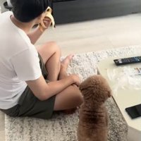 待たされる犬