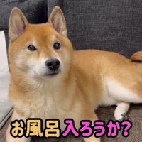 お風呂が大嫌いなロックちゃん