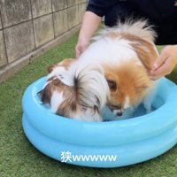 プールの中で体を寄せ合う2匹の犬