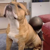 顔を上げる犬と寄り添う赤ちゃん