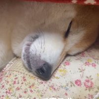 まったく起きないまめ太くん