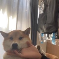 アゴの下を撫でる手を舐める柴犬