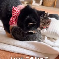子猫を毛繕いする犬