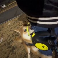 お散歩終了を阻止するはなまる君3