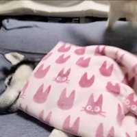 緊急避難するじゅんちゃん
