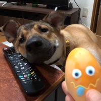 机の角に顔をあてる犬