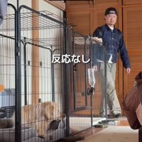 ベッドに伏せる犬