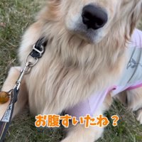 「ごはん」という言葉に反応して女性を見つめる犬