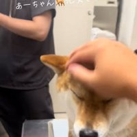 ママに撫でられるあーちゃん