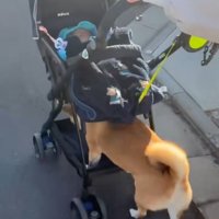 ベビーカーを押すすももちゃん