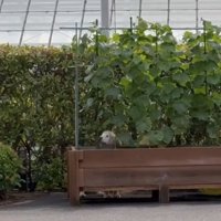 中に入る大型犬