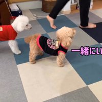 おでかけを察知してソワソワ…
