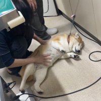 診察室の床に寝転がる犬