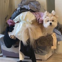 洗濯物の中で巣作り中！？