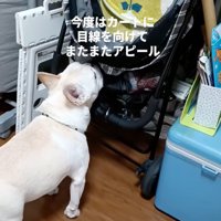 ドッグカートを見つめる犬