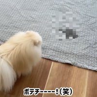 ハプニング発生時のポテチくんとレモンさん5