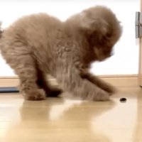 後ずさりする犬