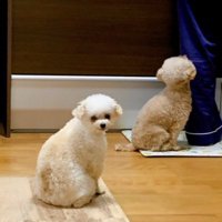 ひつじとくま