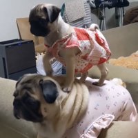 犬の上に立つ子犬