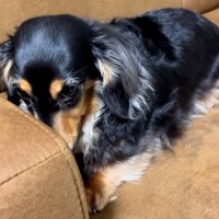 震え続けるまるちゃん