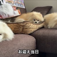 3姉妹ポメラニアン