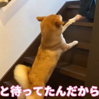パパさんが来たら、しっぽをフリフリ♪