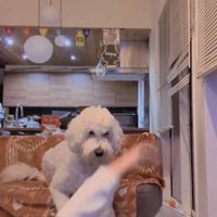 ボールを投げるフリ