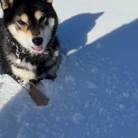 ももちゃんの雪遊び7