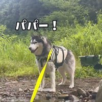 川辺から川に浮かんでいる男性を見つめるハスキー犬