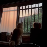 12歳のおばあちゃん犬