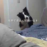 飼い主を見て首をかしげる白黒模様の犬