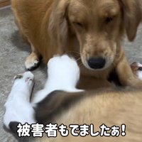 首をかくのが下手なむちゃ君⑩